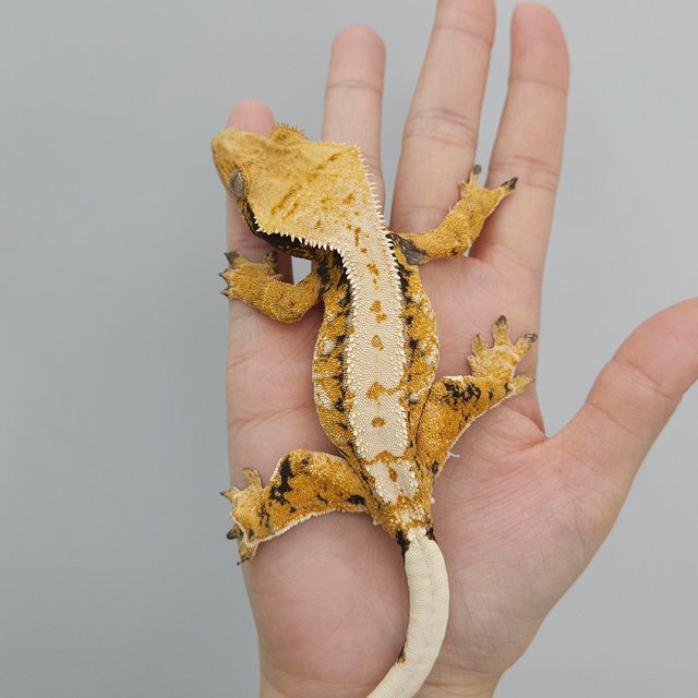 트라이 익스트림할리퀸