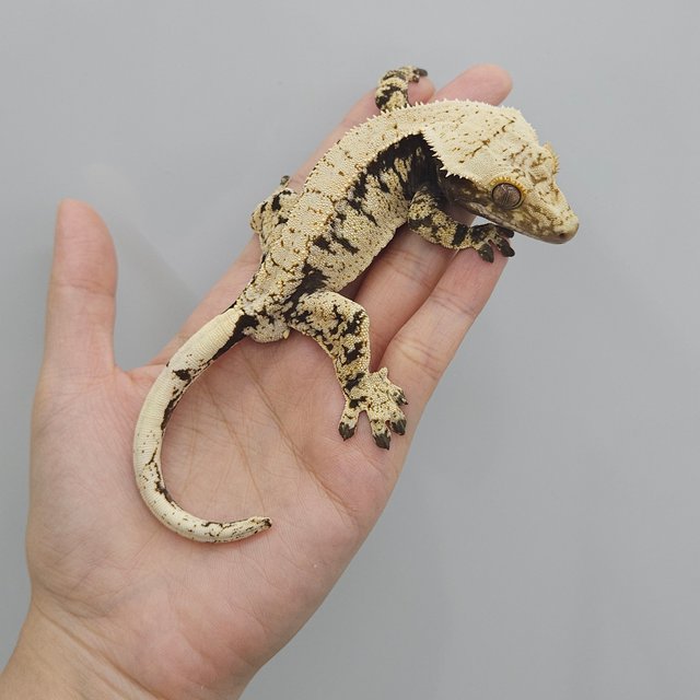 드리피 화이트스팟