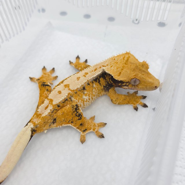 Tri Extreme Harlequin