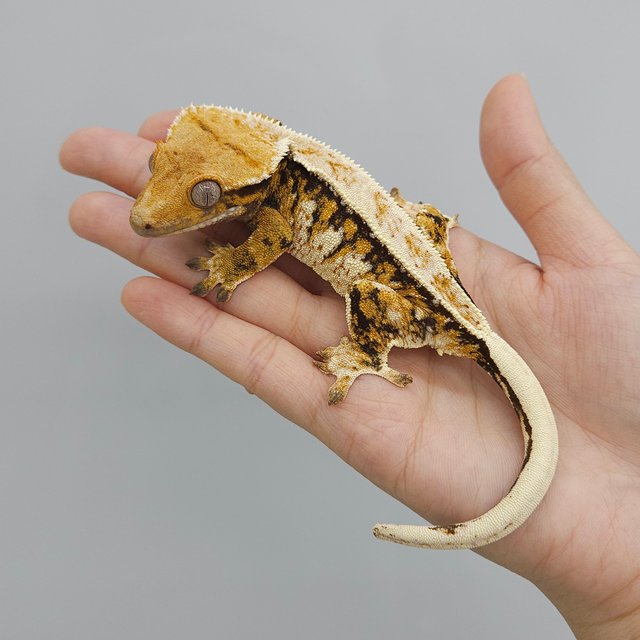 트라이 익스트림할리퀸