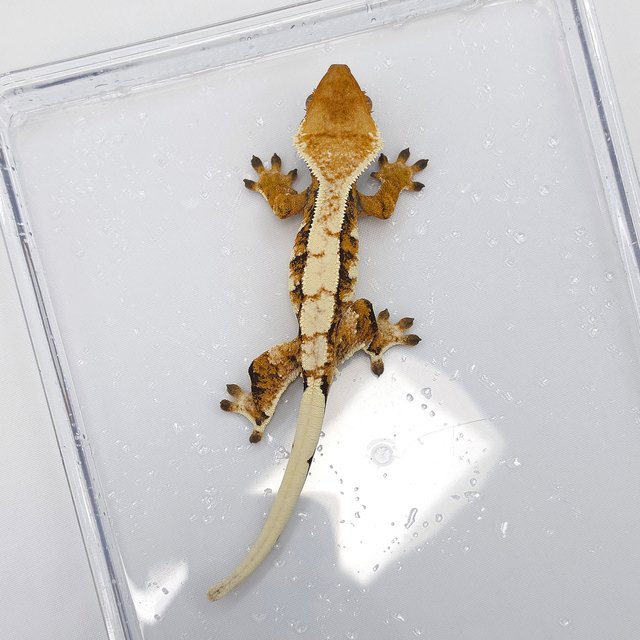 Tri Extreme Harlequin