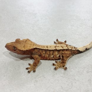 텐저린 트라이