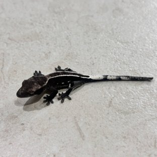 아잔틱 풀핀
