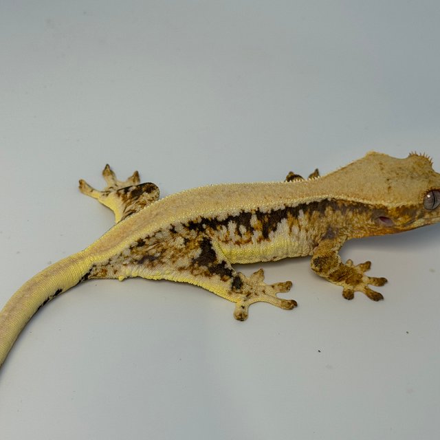 릴리화이트 솔리드백