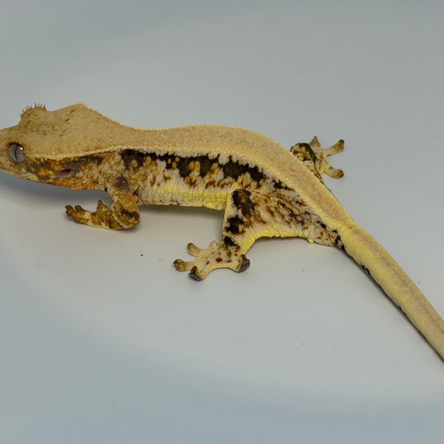 릴리화이트 솔리드백