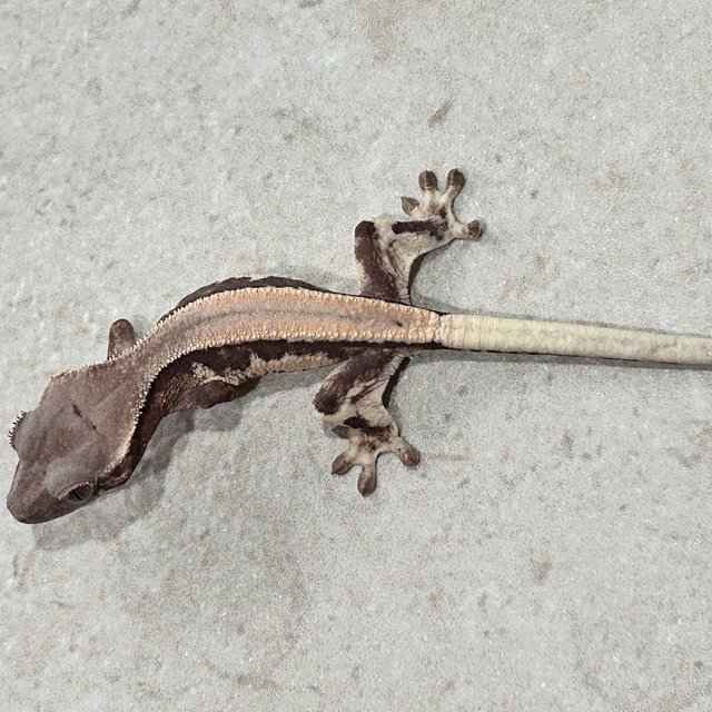 릴리 세이블 100%헷아잔틱 솔리드백