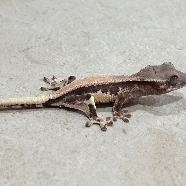 릴리 세이블 100%헷아잔틱 솔리드백