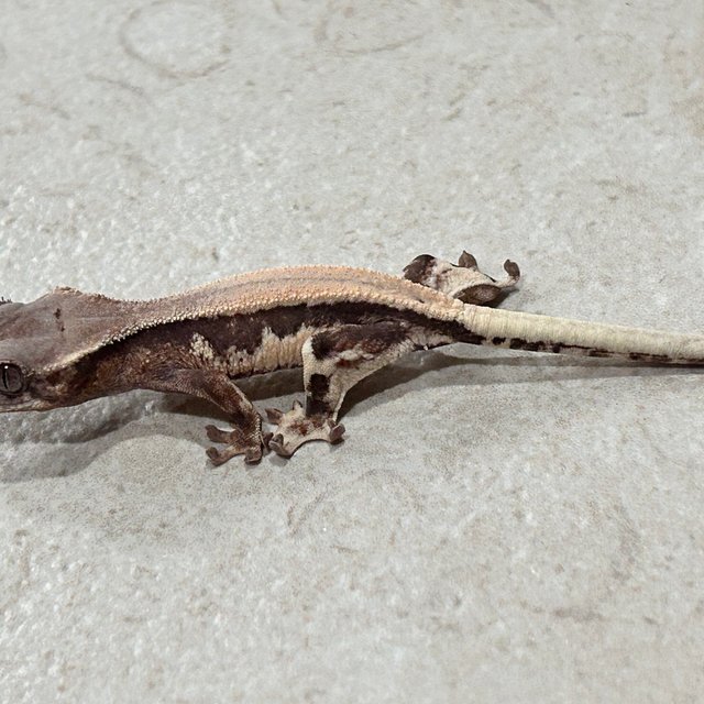 릴리 세이블 100%헷아잔틱 솔리드백