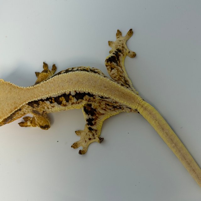 릴리화이트 솔리드백