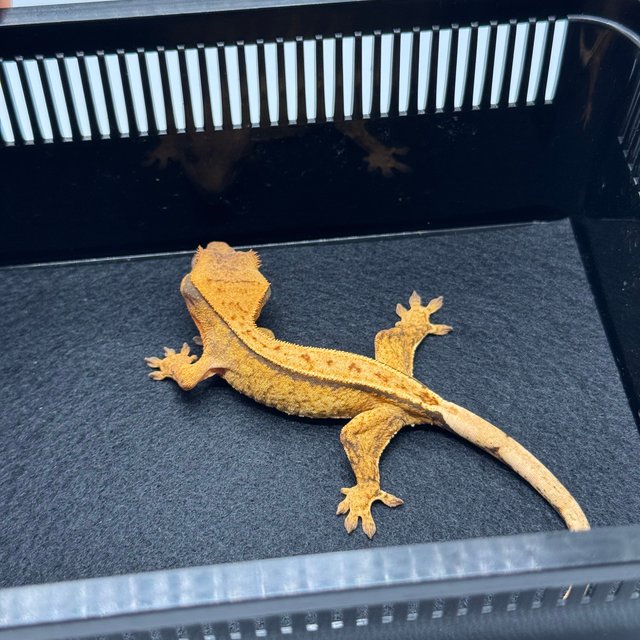 노멀 드리피 텐저린