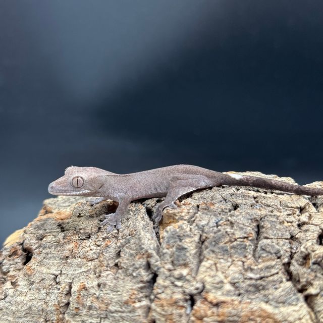 아잔틱 패턴리스