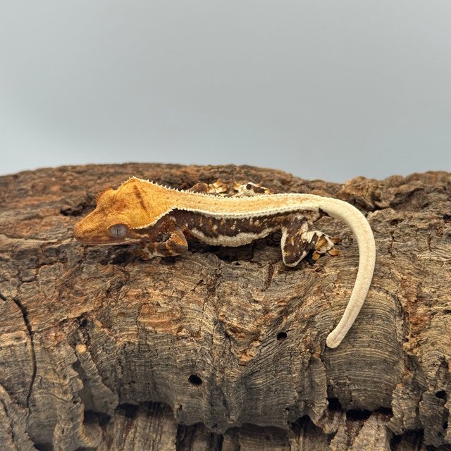 릴리화이트 트라이