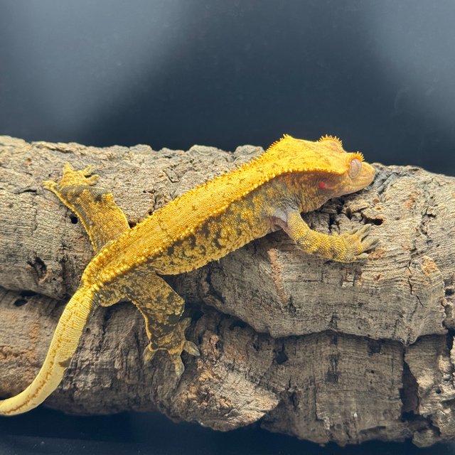 노멀 트라이 드리피