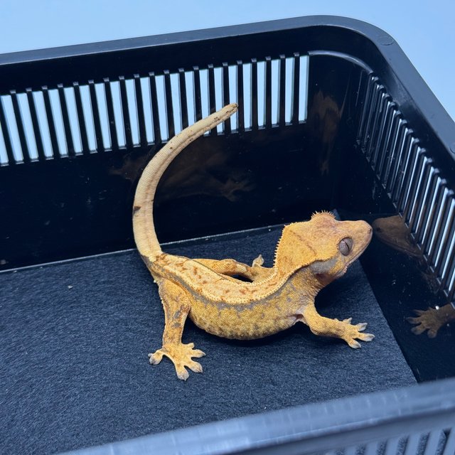 노멀 트라이 텐저린 드리피