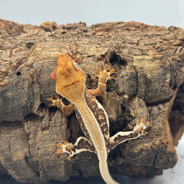 릴리화이트 트라이