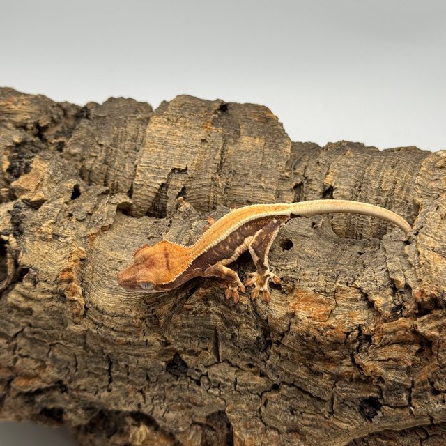 릴리화이트 쿼드 핀스트라이프