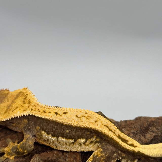 노멀 쿼드 풀핀