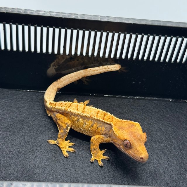 노멀 드리피 텐저린 화이트스팟