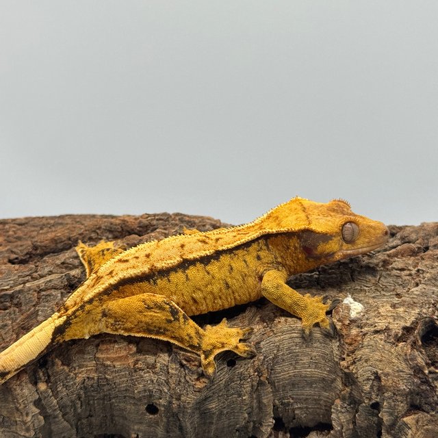 노멀 트라이 드리피 텐저린 블랙