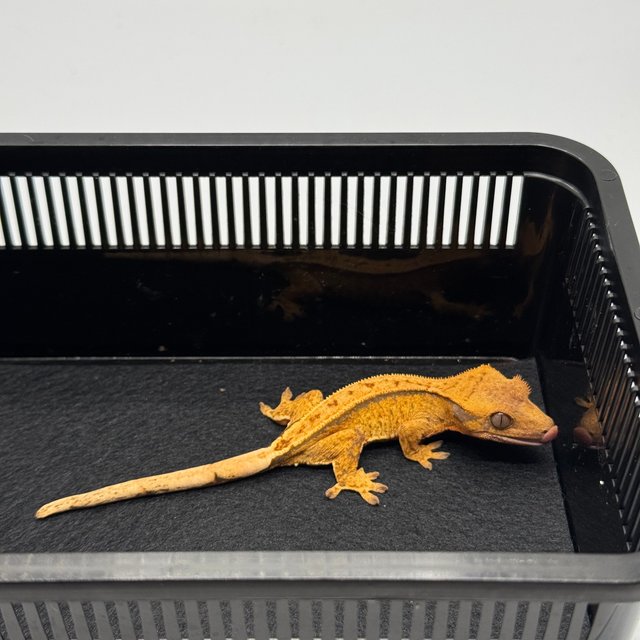 노멀 드리피 텐저린