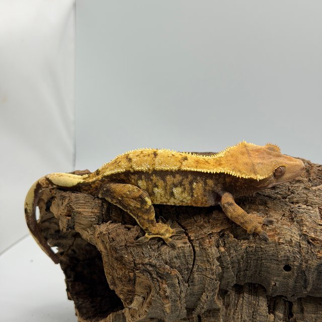 노멀 트라이 드리피