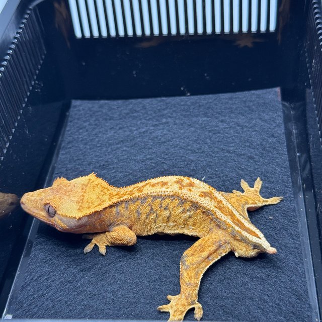 노멀 트라이 드리피 텐저린