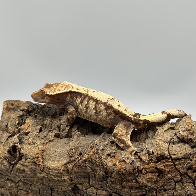 노멀 드리피 트라이 화이트