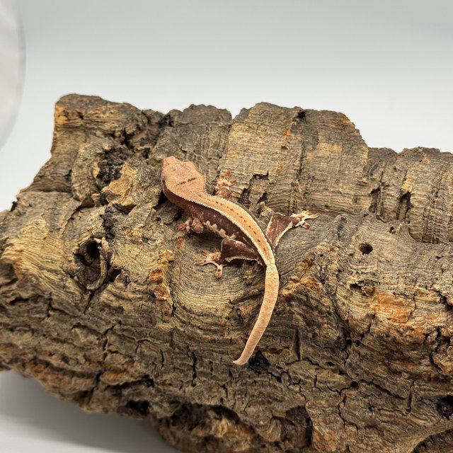 릴리화이트 쿼드 핀스트라이프