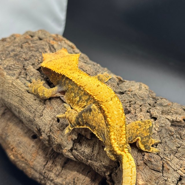 노멀 트라이 드리피