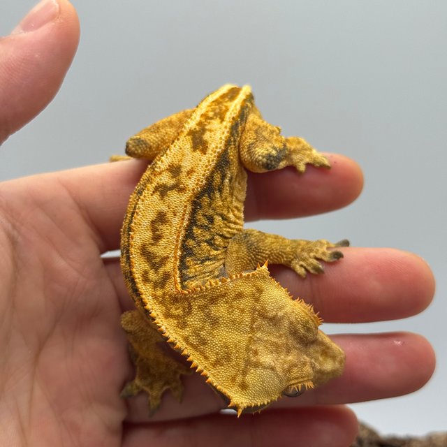 노멀 트라이 드리피 블랙 텐저린