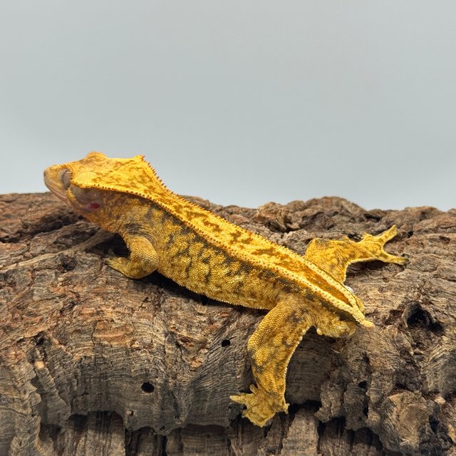 노멀 트라이 드리피 블랙 텐저린