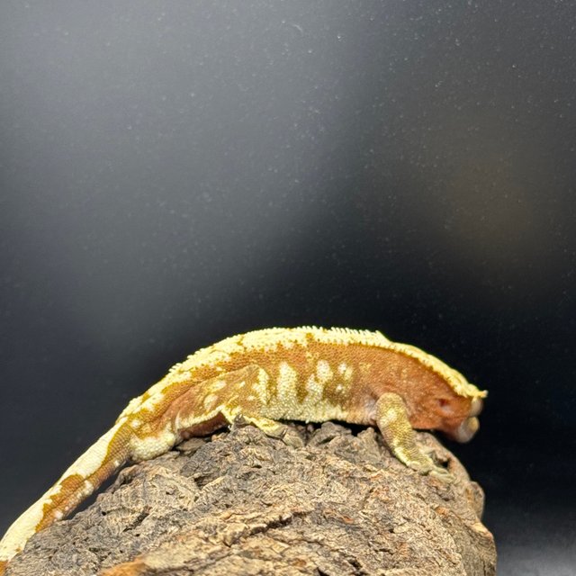 노멀 트라이 레드