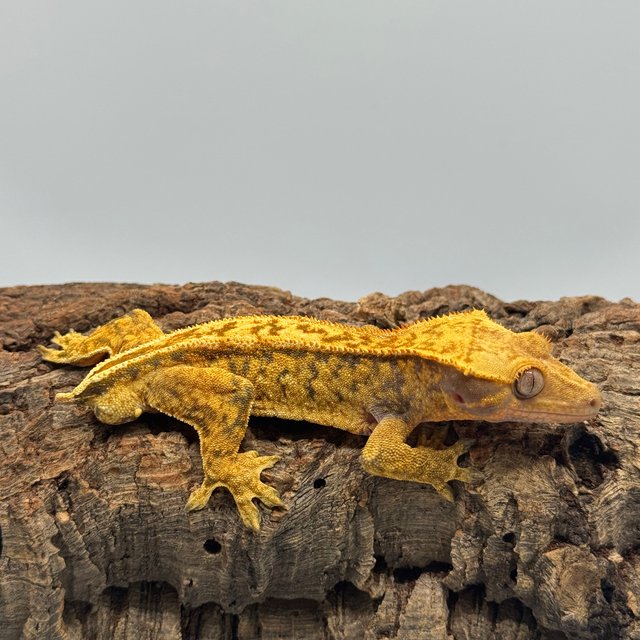 노멀 트라이 드리피 블랙 텐저린