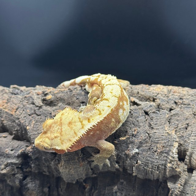 노멀 트라이 레드