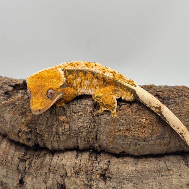 노멀 텐저린 드리피 화이트스팟 젠젝스