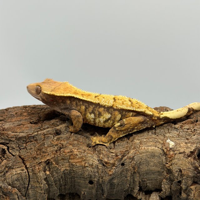 노멀 트라이 드리피