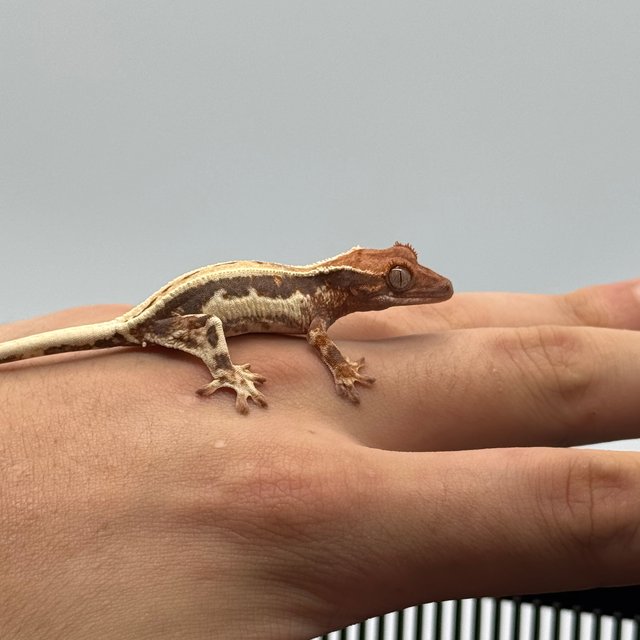 프라푸치노 핀스트라이프