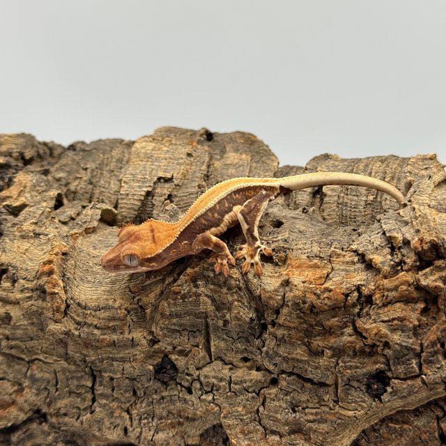 릴리화이트 쿼드 핀스트라이프