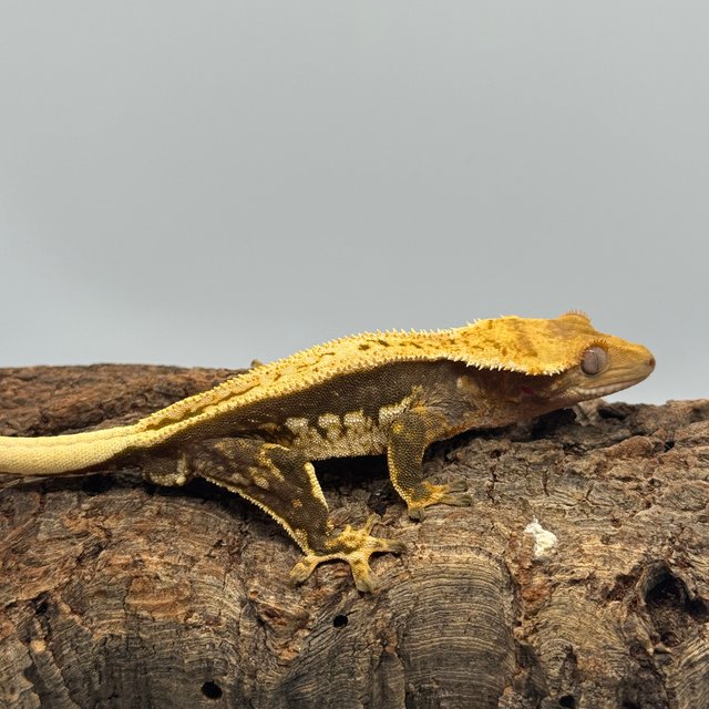 노멀 쿼드 풀핀