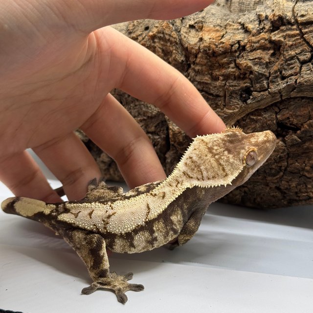 노멀 드리피 트라이 화이트