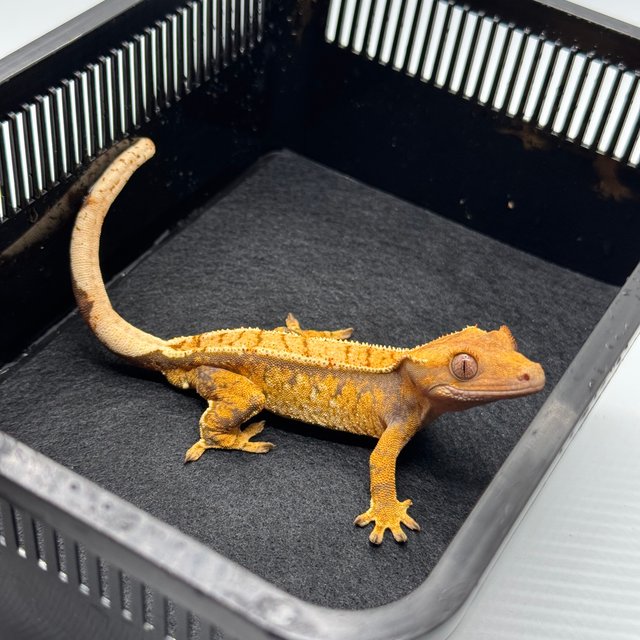 노멀 드리피 텐저린 화이트스팟