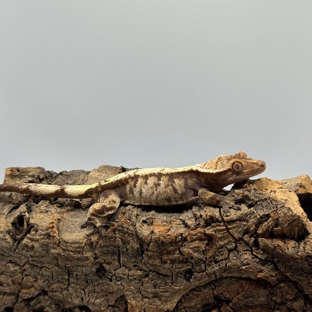 노멀 드리피 트라이 화이트