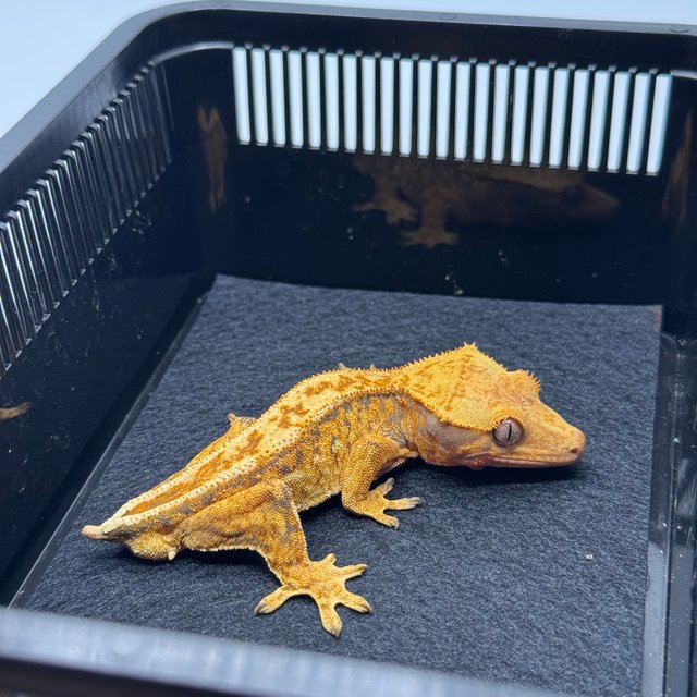 노멀 트라이 드리피 텐저린