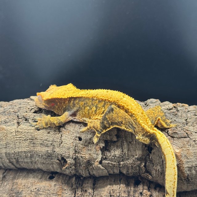 노멀 트라이 드리피