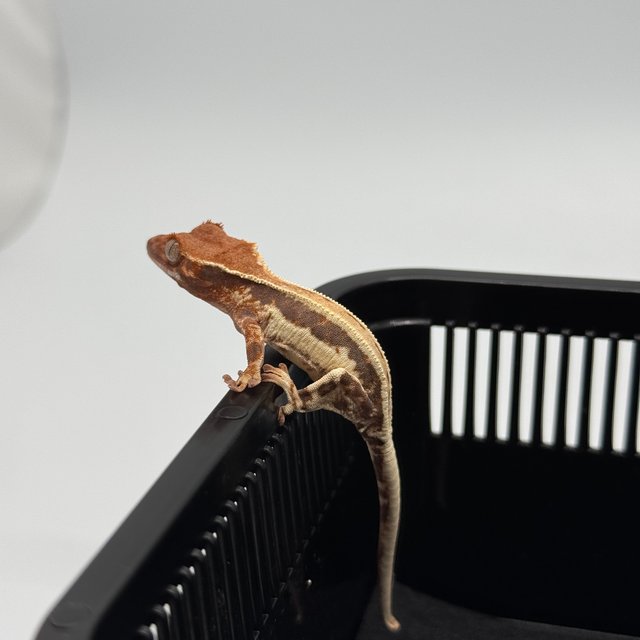 프라푸치노 핀스트라이프