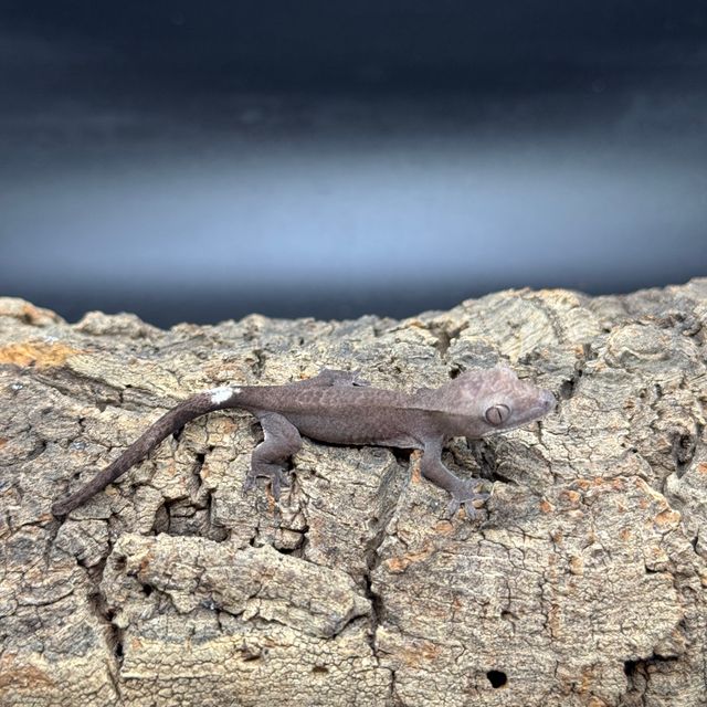 아잔틱 패턴리스