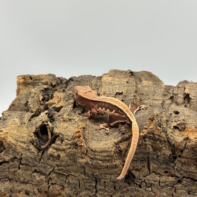 릴리화이트 쿼드 핀스트라이프