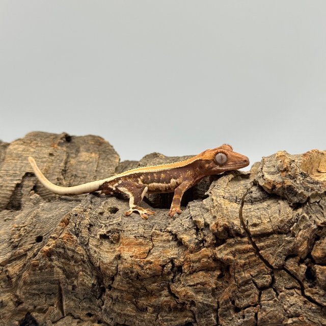 릴리화이트 쿼드 핀스트라이프