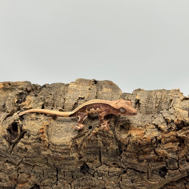 릴리화이트 쿼드 핀스트라이프