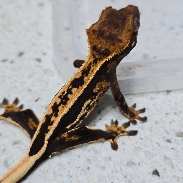 엠티백 풀핀 다크 화이트